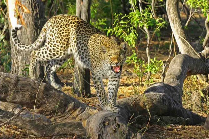 Jaipur to Jhalana Leopard reserve Private Day Trip All Inclusive - Key Things to Know Before You Go