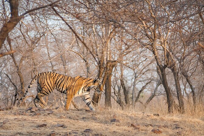 Jaipur to Ranthambore National Park Private One Day Trip - Who this one-day trip suits best (and who should rethink it)