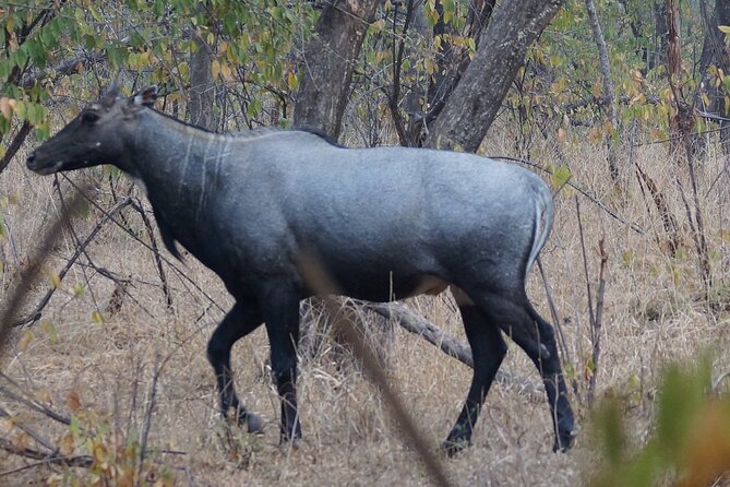 Jaipur to Ranthambore Same Day Tiger Safari - Arriving at Ranthambore: check-in and the random zone game