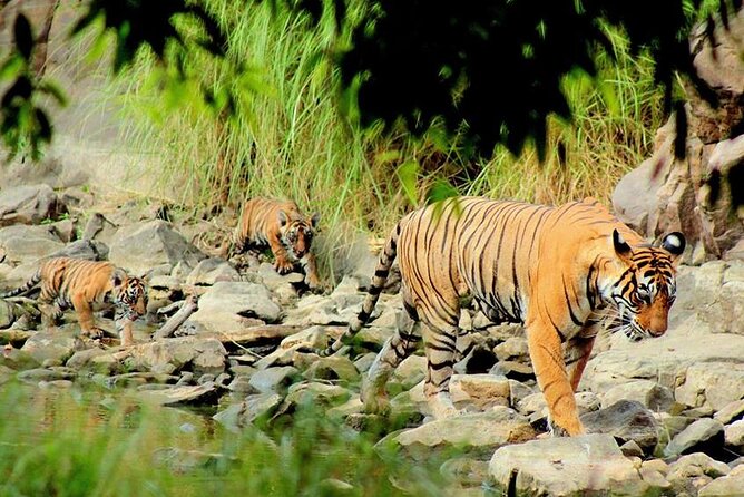 Jaipur to Ranthambore Same Day Tiger Safari - Canter Safari vs Jeep Safari: what you get (and what you trade)