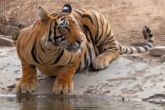 Jaipur to Ranthambore Same Day Tiger Safari - What wildlife you might see on the drive and ride