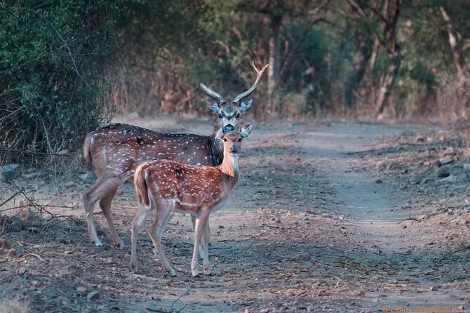 Jaipur to Ranthambore Same Day Tiger Safari - Your guide and why the explanations matter