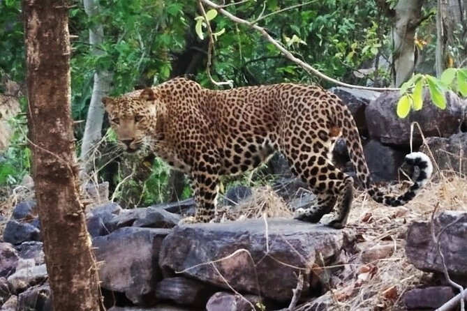 Jaipur to Ranthambore Same Day Tiger Safari - The big trade-off: long hours, no meals