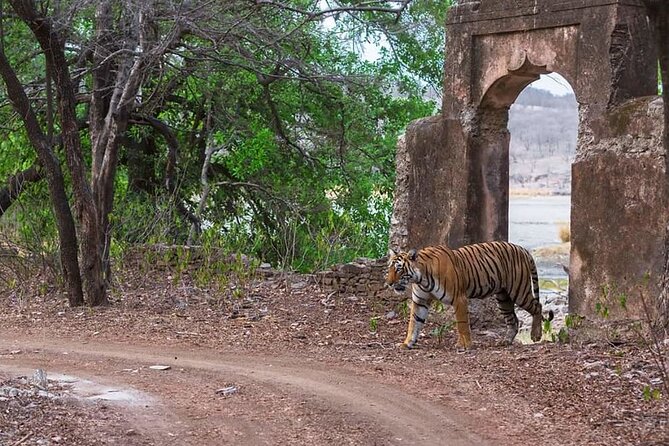 Jaipur to Ranthambore Same Day Tiger Safari - Included value: what you’re paying for (and what you’re not)