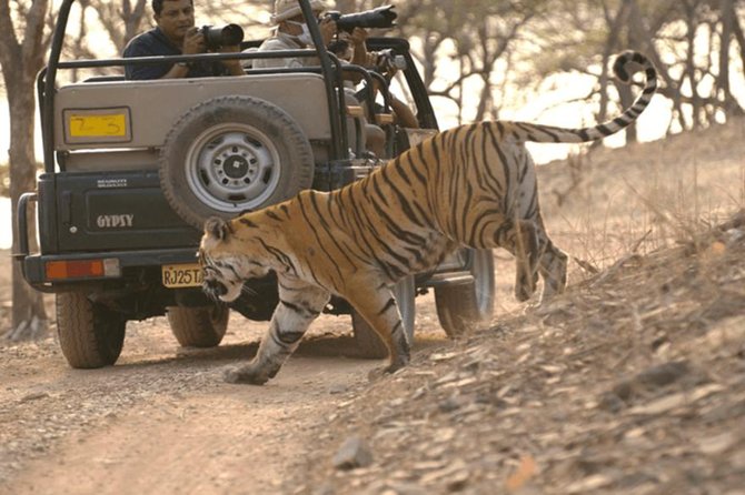 Jaipur to Ranthambore Tiger reserve Safari Day trip All Inclusive - Private transfers in an AC vehicle, then a shared safari ride