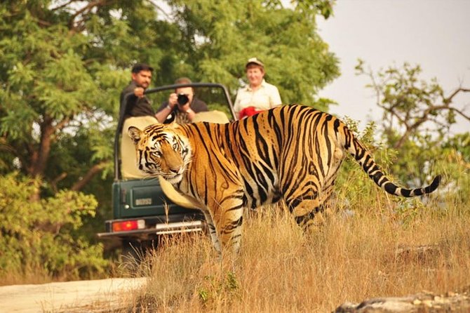 Jaipur to Ranthambore Tiger reserve Safari Day trip All Inclusive - Driver quality and communication: what makes the long day feel smooth