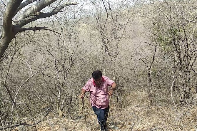 Jaipur Trekking and Hiking Tour with Guide - Pace, group size, and who this trek suits best
