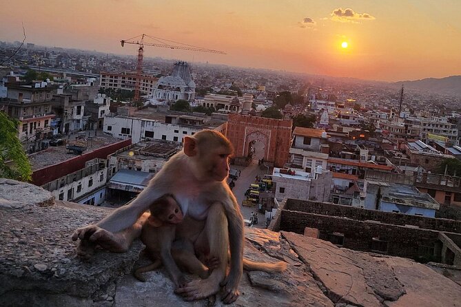 Jaipur Tuk Tuk Sightseeing Tour with Monkey Temple Sunset View - Galtaji (Monkey Temple): where the sunset goal comes together