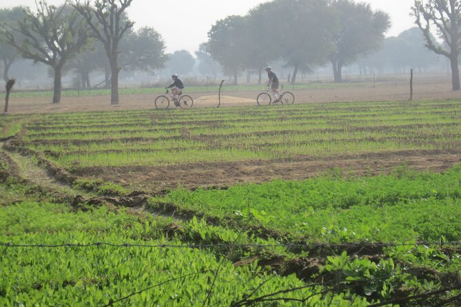 Jaipur Village Cycling Safari - Lakeside Breakfast at Around 9:00 AM: Why This Stop Matters
