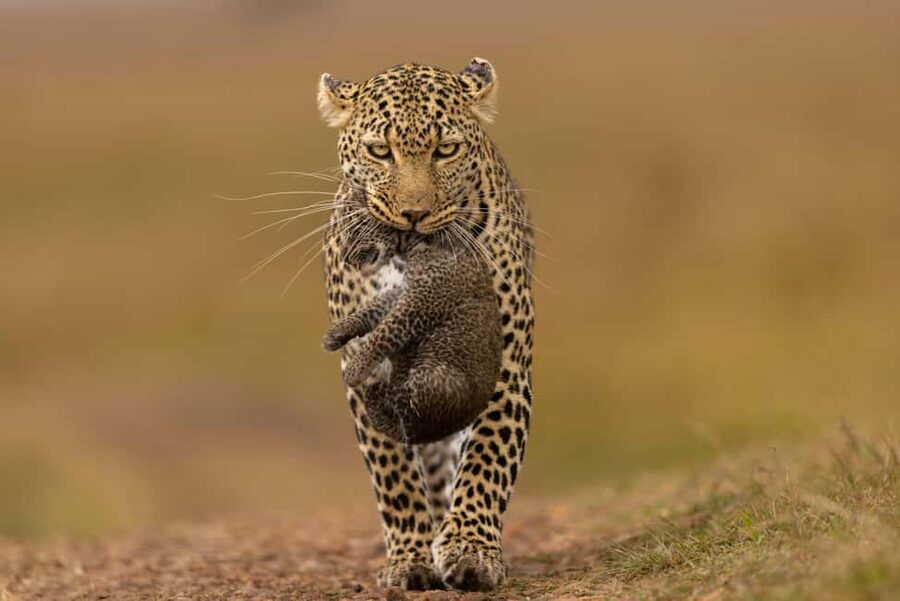 Jhalana Leopard Safari Jaipur – Sunrise & Sunset Jeep Safari - Open 4x4 Jeep Safari: What the Off-Road Ride Really Means
