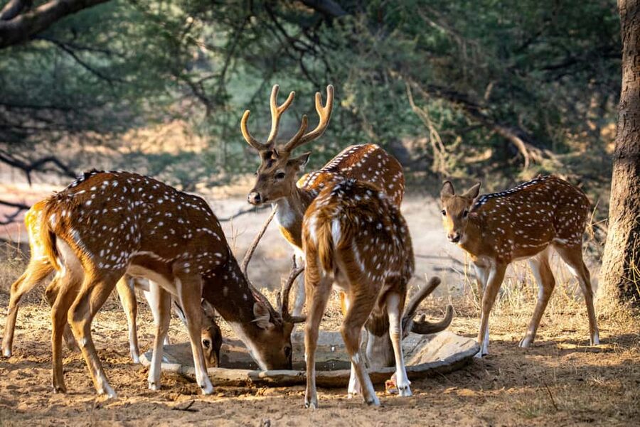 Jhalana Leopard Safari Jaipur – Sunrise & Sunset Jeep Safari - Wildlife Viewing Stops at Jhalana Leopard Safari Park