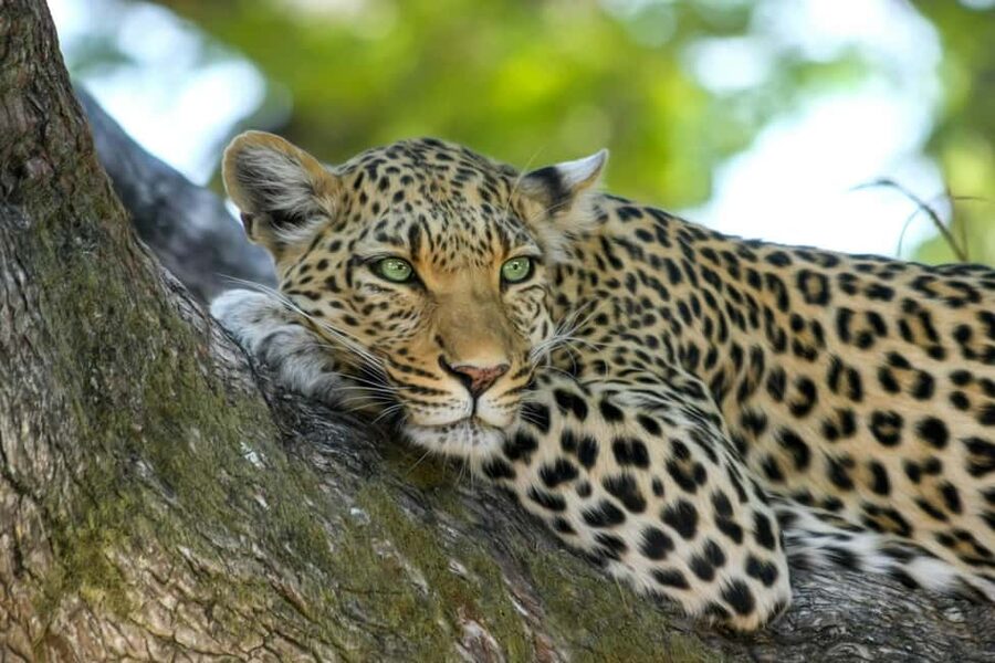 Jhalana Leopard Safari Jaipur – Sunrise & Sunset Jeep Safari - What You’ll See: Leopards, Hyenas, Blue Bulls, and Birds