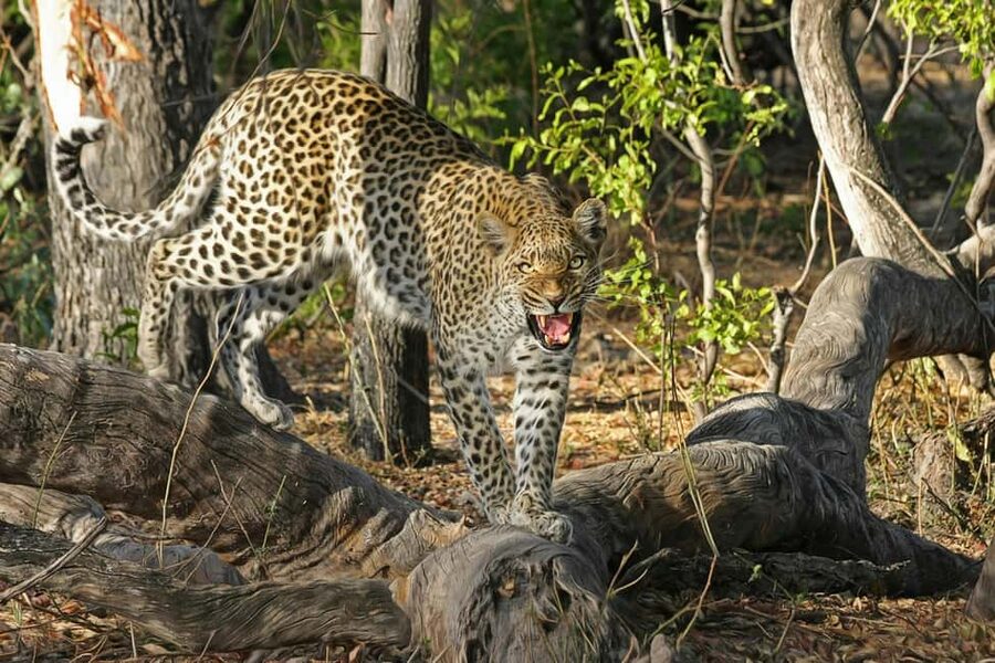 Jhalana Leopard Safari Jaipur – Sunrise & Sunset Jeep Safari - What to Bring (and What the Reserve Says No To)