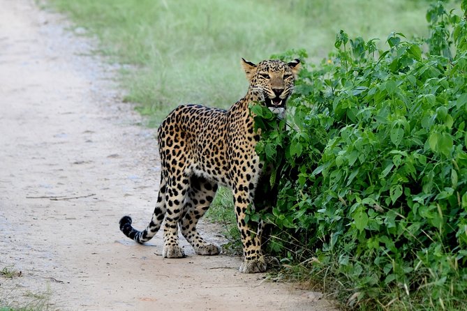 Jhalana Panther Safari Park Tour in Jaipur - Why the Jhalana safari is such a smart use of time