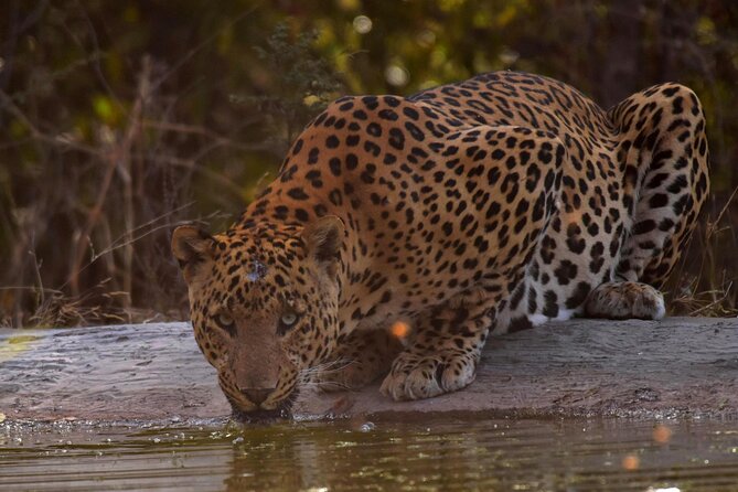 Jhalana Panther Safari Park Tour in Jaipur - The safari circuit: entry gate, interpretation centre, and wildlife time