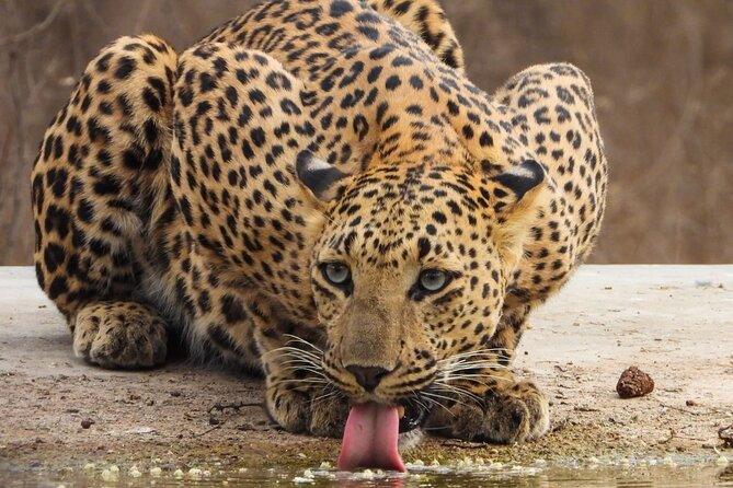 Jhalana Panther Safari Park Tour in Jaipur - Morning vs afternoon: how timing shapes your chances