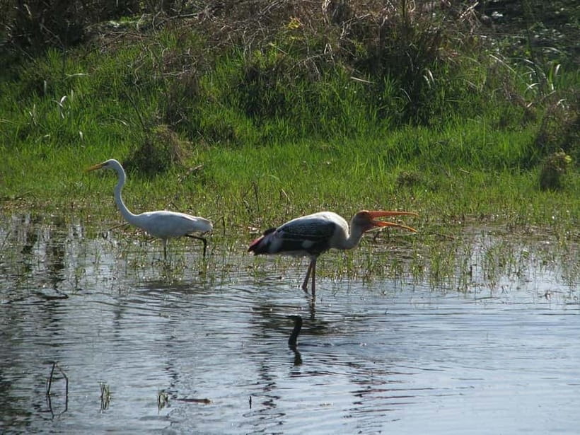 Keoladeo National Park Tickets and Guided Tour - Should You Book This Keoladeo National Park Ticket and Guided Tour?
