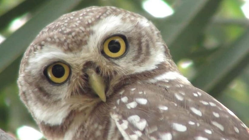 Keoladeo National Park Tickets and Guided Tour - Who Should Book This Keoladeo Experience?