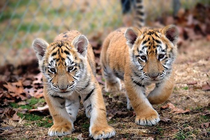 Private 2-Day Tour to Ranthambhore Tiger Safari from Jaipur - Day 2 Morning Safari: Why the Second Day Can Feel Like a Different Trip