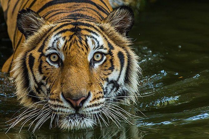 Private 2-Day Tour to Ranthambhore Tiger Safari from Jaipur - Guide Commentary and Language: The One Thing to Confirm