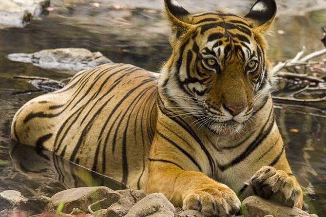 Private 4-Day Wildlife & Taj Mahal Tour from Jaipur to Delhi - Value and what you actually get for $203.67