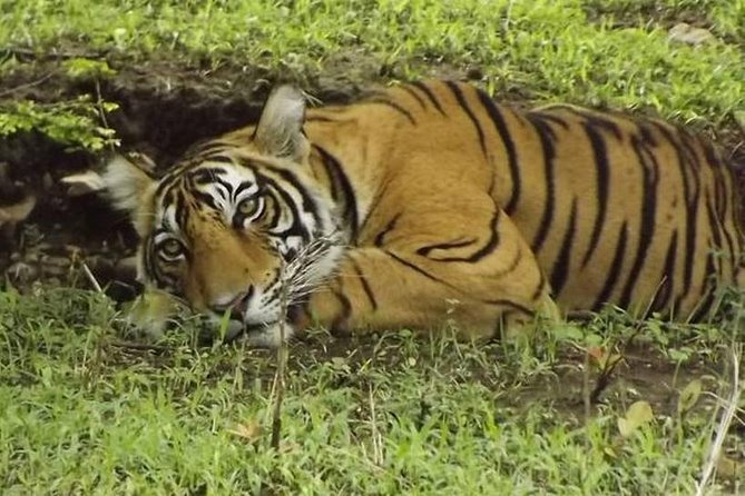 Private 4-Day Wildlife & Taj Mahal Tour from Jaipur to Delhi - Agra at 6:00 a.m.: Taj Mahal timing that actually helps