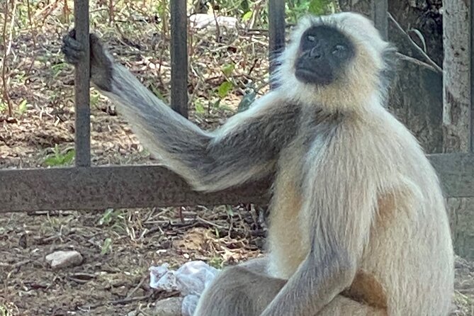 Private Day Trip to Abhaneri Stepwell & Monkey Temple from Jaipur - The “sweet spot” schedule for a 6–7 hour day