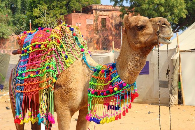 Private Day Trip to Ajmer and Pushkar from Jaipur - Key Points to Know Before You Go