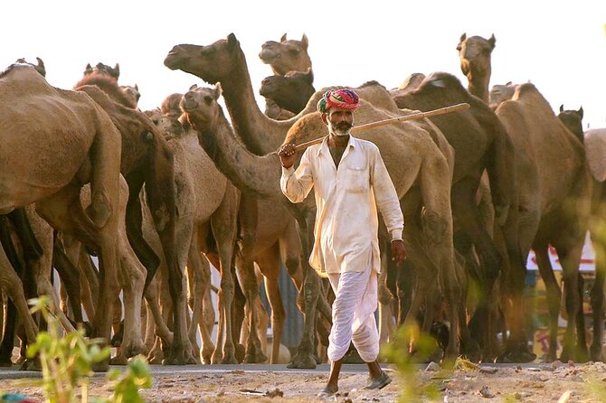 Private Day Trip to Pushkar From Jaipur - Price and value: what $27.55 really buys