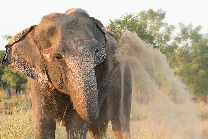 Private Elephant Sanctuary - Entering a Jaipur Elephant Sanctuary That Feels Personal