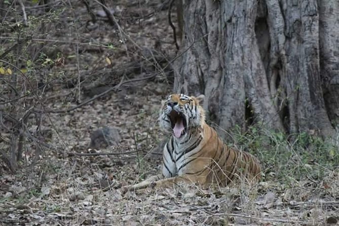 Private Full Day Trip to Ranthambore - Key points before you go