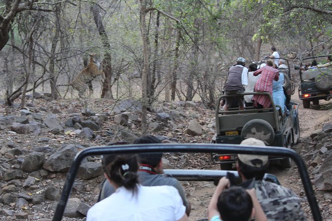 Private Full Day Trip to Ranthambore - The real value: private transport that saves your morning in Jaipur