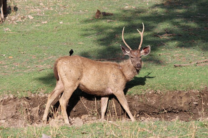 Private Full Day Trip to Ranthambore - Lunch and the long-day comfort details you actually feel