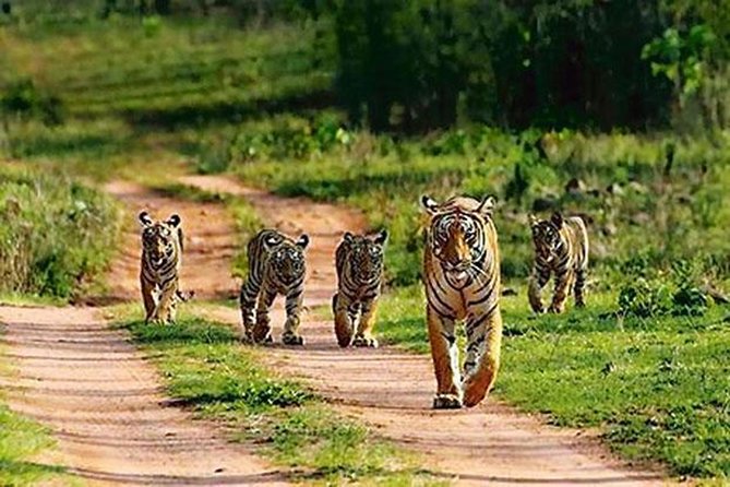 Private Tour to Sariska Tiger National Park by Car from Jaipur - Why Sariska works as a Jaipur day trip