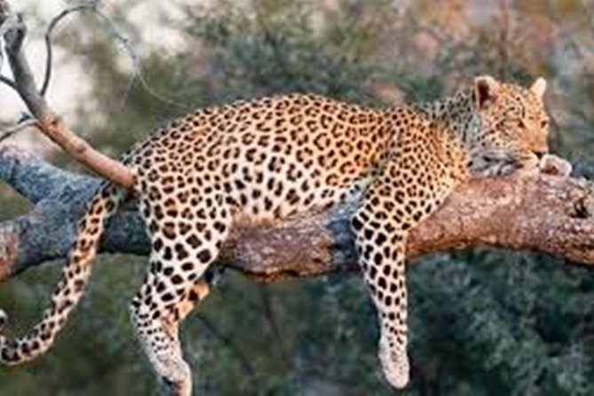 Private Tour to Sariska Tiger National Park by Car from Jaipur - Tuesdays and Saturdays: private vehicle access vs safari reality