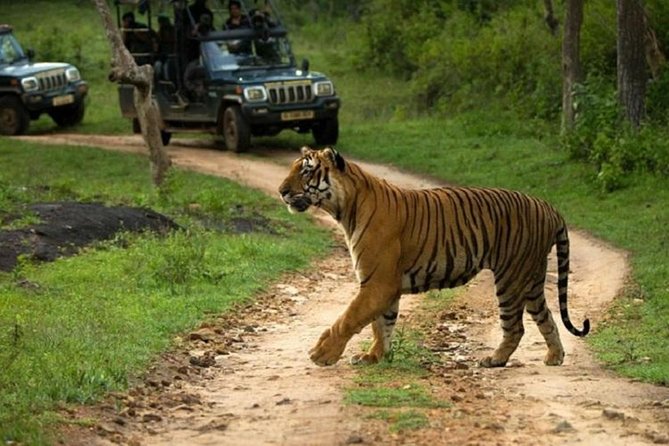 Private Tour to Sariska Tiger National Park by Car from Jaipur - The 9:00am departure: pickup points and AC comfort