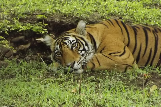 Ranthambore Tiger Safari Day trip from Jaipur - All Inclusive - Price and logistics: where the $43.51 value comes from
