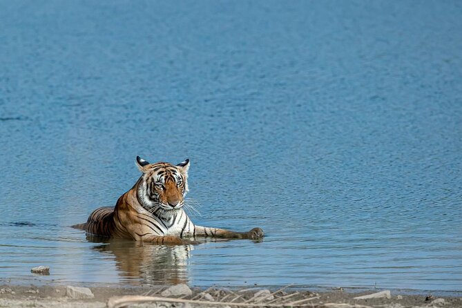 Ranthambore Tiger Safari from Jaipur – 1 or 2 Days - Quick highlights worth knowing