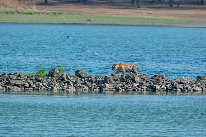 Ranthambore Tiger Safari from Jaipur – 1 or 2 Days - How the safari ride actually works in Ranthambore