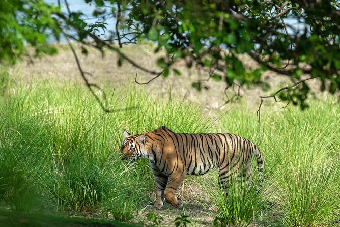 Ranthambore Tiger Safari from Jaipur – 1 or 2 Days - Price and value: what you’re paying for (and what you’re not)
