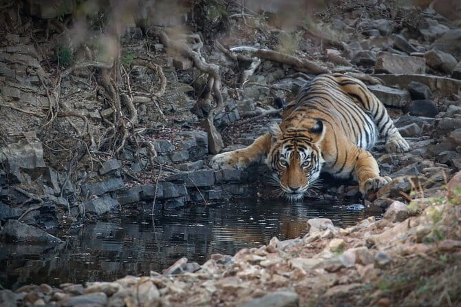 Ranthambore Tiger Safari Private Same Day Trip from Jaipur - Jaipur to Sawai Madhopur: why the drive matters