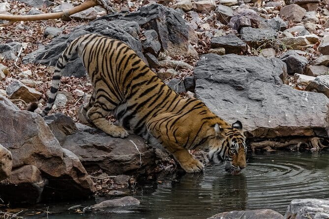 Ranthambore Tiger Safari Private Same Day Trip from Jaipur - After the safari: getting back to Jaipur without chaos