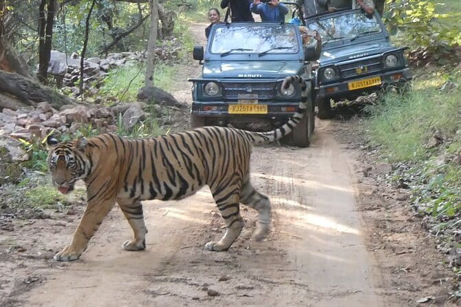 Ranthambore Tiger Safari Private Same Day Trip from Jaipur - Safari vehicle and permit: what you really get