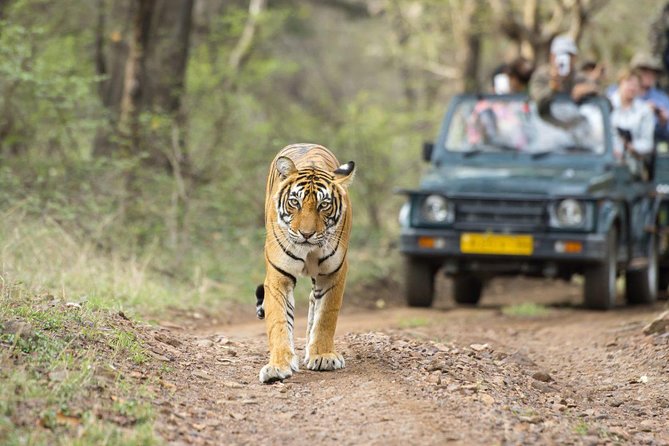 Ranthambore Wildlife Safari Tour From Jaipur Including Transfers - Jaipur to Ranthambore: what a 12-hour day trip really feels like