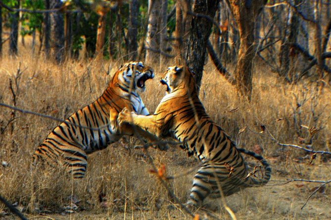 Ranthambore Wildlife Safari Tour From Jaipur Including Transfers - Ranthambore National Park: the landscapes you’ll actually pass through