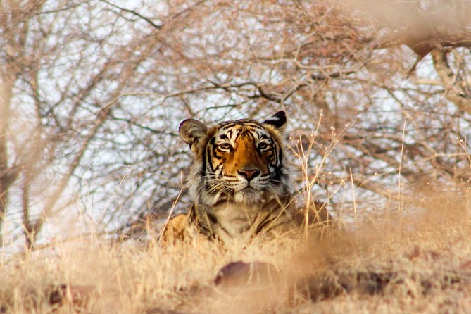 Ranthambore Wildlife Safari Tour From Jaipur Including Transfers - Transfers, tickets, and what’s included (and what you’ll still pay)