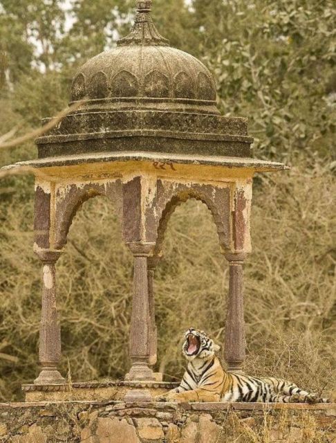 Ranthambore WildLife (tiger safari)Full Day Tour From Jaipur - Key highlights worth knowing before you go