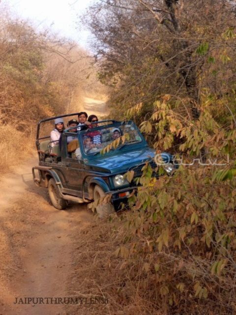 Ranthambore WildLife (tiger safari)Full Day Tour From Jaipur - AC Car Jaipur to Ranthambore: the ride that keeps the day alive