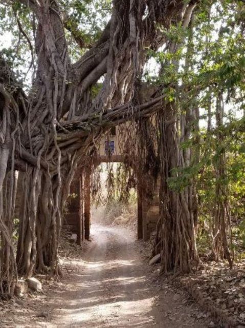 Ranthambore WildLife (tiger safari)Full Day Tour From Jaipur - Driver and service quality: why Ravi’s name shows up more than once