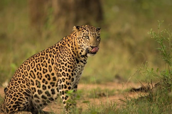 Safari In Jhalana Leopard Conservation Reserve, Jaipur - Key points before you go